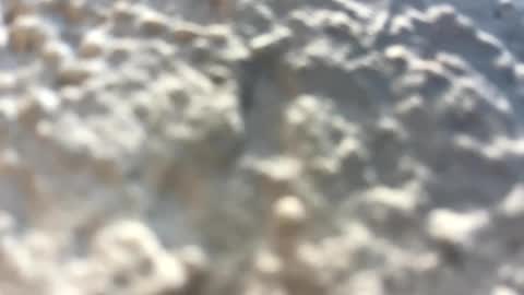 Little Wolfie online show from February 3, 4:10 pm