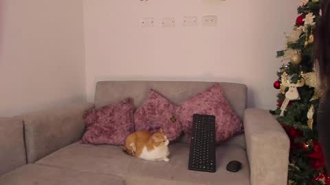 Snapshot of abbey_allen chatting on December 14, 11:45 pm Abbey IG abby allenn 04 December Online at I will be on vacation dont forget me See you soon online show from December 14, 11:45 pm