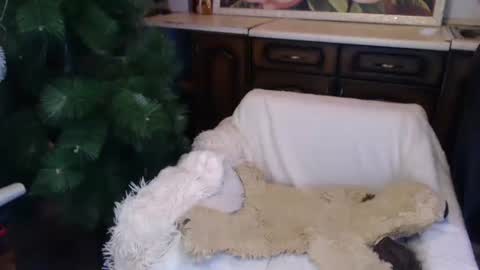 Luly online show from December 15, 2:08 am