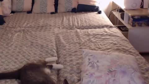 Snapshot of alessandra_foxy chatting on February 28, 2:20 pm Sandra online show from February 28, 2:20 pm