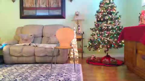Alicia deHart  Help me reach 1000 Followers. Its FREE online show from December 14, 7:51 pm