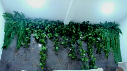 Alice online show from November 24, 5:01 pm