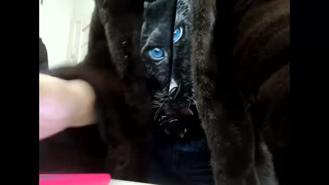 Your dreams best breasts online show from January 21, 11:56 am