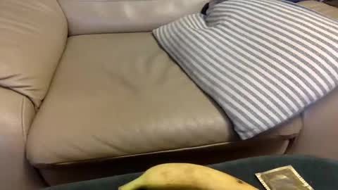 Snapshot of animal_michael chatting on December 21, 3:47 am animal_michael online show from December 21, 3:47 am