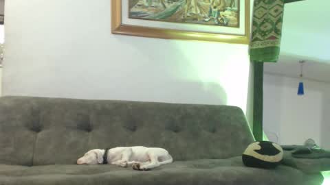 Hadez online show from February 8, 11:02 pm