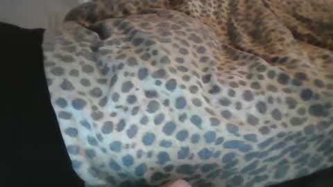 Snapshot of aussiecockpumper76 chatting on March 4, 5:21 am Aussiecockpumper76 online show from March 4, 5:21 am