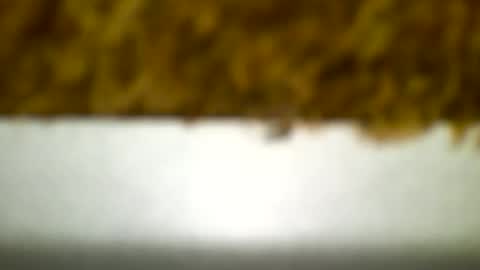 Carlos online show from December 19, 4:23 am