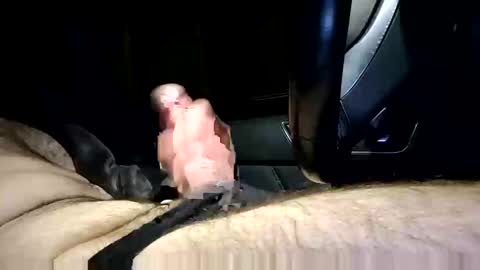 bigpapa2492 online show from January 25, 10:07 pm