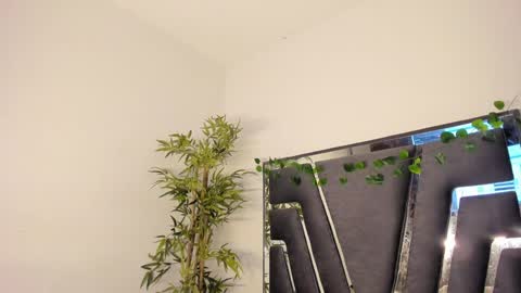 B L A C K  R O S E  online show from February 8, 11:44 am