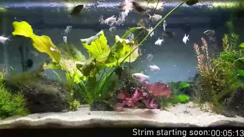 Booker Baxton online show from January 15, 4:06 am