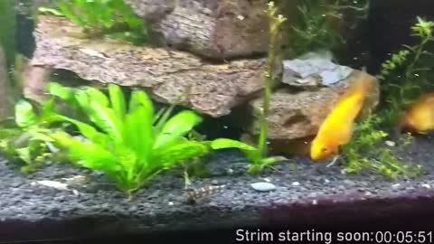 Booker Baxton online show from January 16, 4:05 am