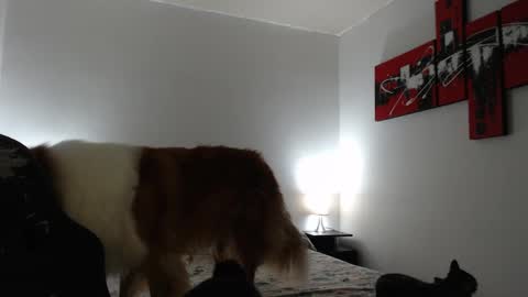 Snapshot of camila_bigcock_ts chatting on March 8, 11:16 am camila online show from March 8, 11:16 am