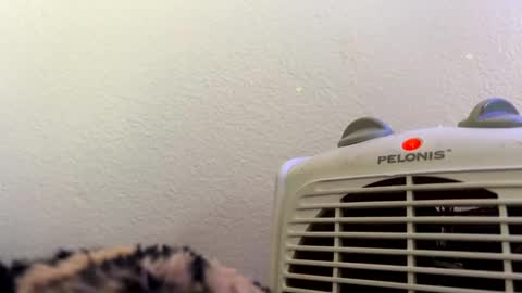 Snapshot of casidy1 chatting on February 28, 7:14 pm casidy1 online show from February 28, 7:14 pm