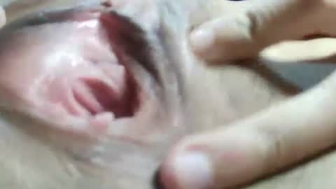 Snapshot of celestestephan chatting on January 31, 6:24 am celestestephan online show from January 31, 6:24 am