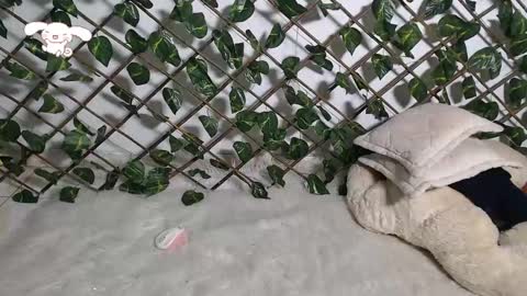 charly_evans60 online show from February 21, 12:27 am