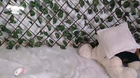 charly_evans60 online show from February 22, 4:51 pm