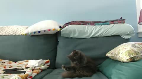 Chelsea online show from January 28, 5:46 pm