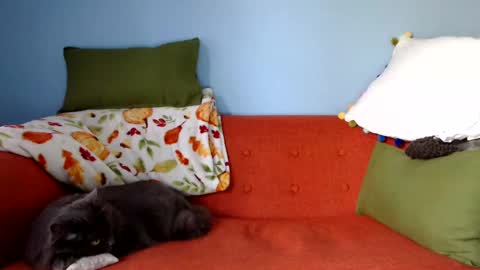 Chelsea online show from September 23, 1:25 pm