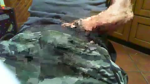 ciop1962 online show from December 2, 7:05 pm