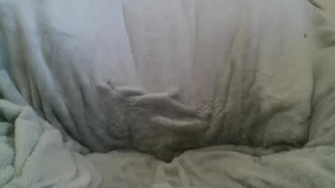 Snapshot of circumsizedbandit chatting on February 10, 11:34 pm circumsizedbandit online show from February 10, 11:34 pm