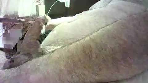 cv79brctba online show from October 29, 2:58 am