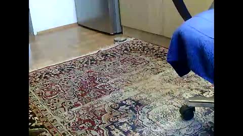 Snapshot of dammerl6 chatting on December 5, 7:16 am Dammerl online show from December 5, 7:16 am