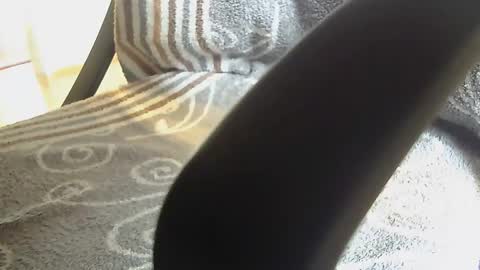 Snapshot of dammerl6 chatting on January 28, 8:25 am Dammerl online show from January 28, 8:25 am