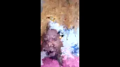 Snapshot of dawgshort858 chatting on May 7, 2:22 pm dawgshort858 online show from May 7, 2:22 pm