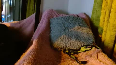 dember_osohot online show from March 9, 12:31 am