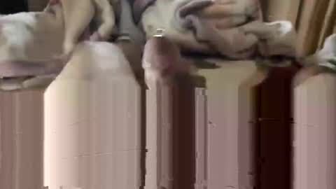 django_911 online show from January 3, 5:53 pm