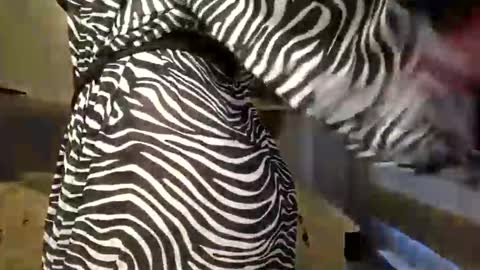 Snapshot of dom_mummy chatting on March 9, 6:50 am DOM MUMMY online show from March 9, 6:50 am