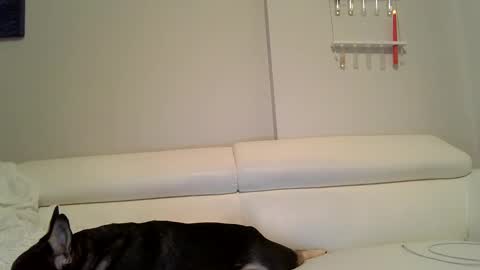 Snapshot of evillers1 chatting on December 12, 12:05 am Badblondebunny online show from December 12, 12:05 am