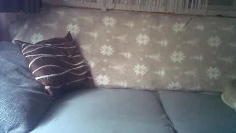 Jane and Findo online show from January 25, 5:51 am