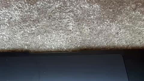 athena online show from February 27, 9:15 pm