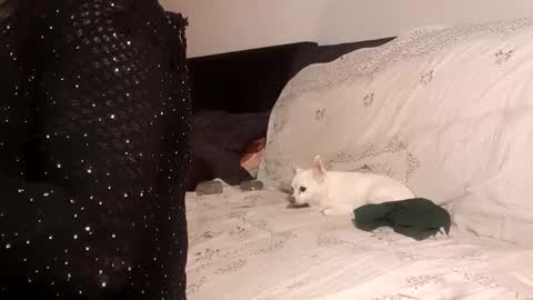 Pizzaz online show from September 24, 4:32 pm