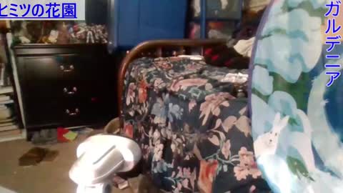 Gardenia online show from December 28, 5:55 am