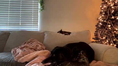 GoddessMayvn online show from December 12, 11:47 pm