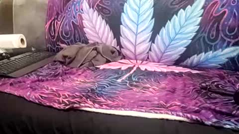 Goldcmen online show from January 17, 4:06 am