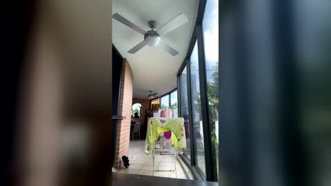 gracemeow online show from February 5, 6:40 am