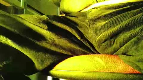 Snapshot of grapefruit chatting on November 5, 12:05 pm grapefruit online show from November 5, 12:05 pm