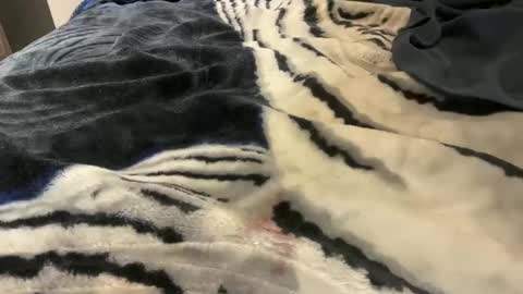 Snapshot of gumbywanna chatting on October 24, 3:25 am gumbywanna online show from October 24, 3:25 am