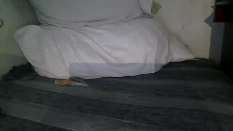 Snapshot of harry1cannary chatting on January 13, 3:23 am harry1cannary online show from January 13, 3:23 am