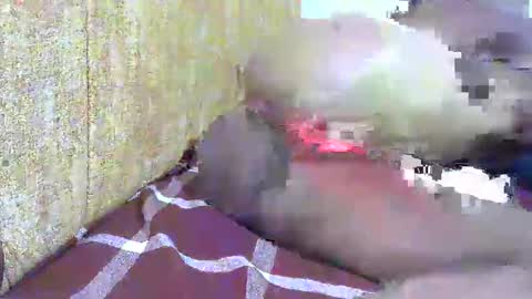 chooo pie online show from February 16, 7:05 pm