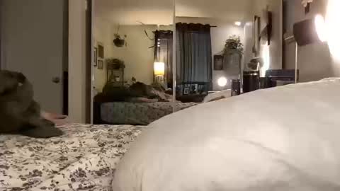 Annabelle online show from October 14, 12:00 am