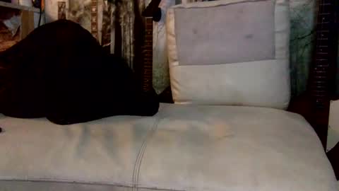 Snapshot of huippari chatting on December 8, 10:30 am huippari online show from December 8, 10:30 am