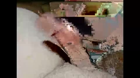 hung_mac0 online show from March 19, 7:18 pm