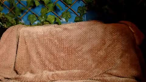 Snapshot of hustle6930 chatting on December 14, 4:45 am Kayla online show from December 14, 4:45 am