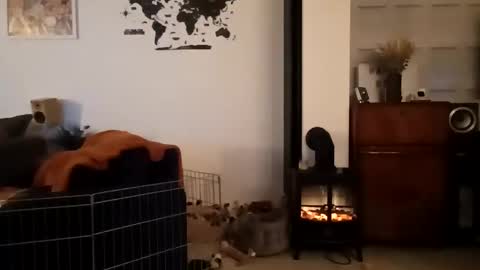 jaycat73 online show from January 31, 11:45 pm