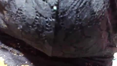 Snapshot of jaysonata215 chatting on December 9, 11:15 am jaysonata215 online show from December 9, 11:15 am