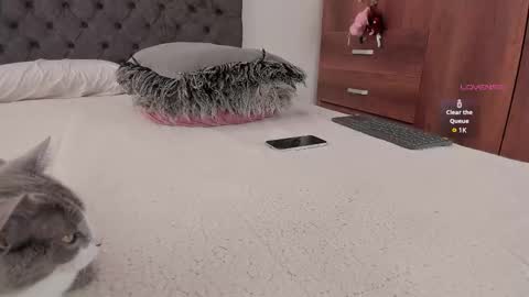 Will online show from November 20, 6:07 pm